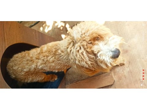 Ücretli sahiplendirme toy poodle