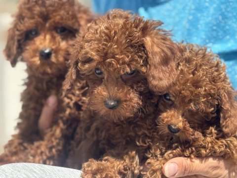 Ankaranın en güzel toy poodle yavruları