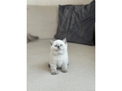 Oyuncu blue point safkan british shorthair yavrum
