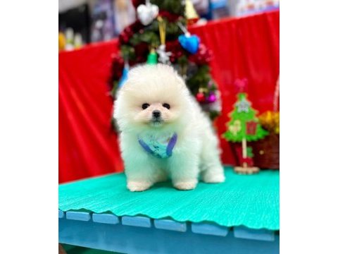 Safkan pomeranian boo yavrularımız