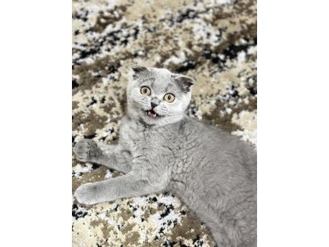 British scottish fold