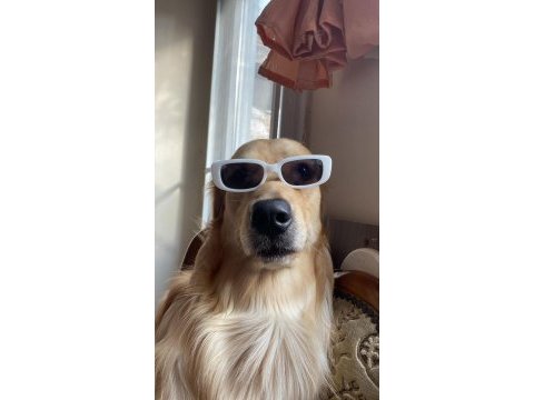 Golden retriever aşırı sevimli
