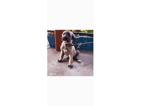 Yavru kangal