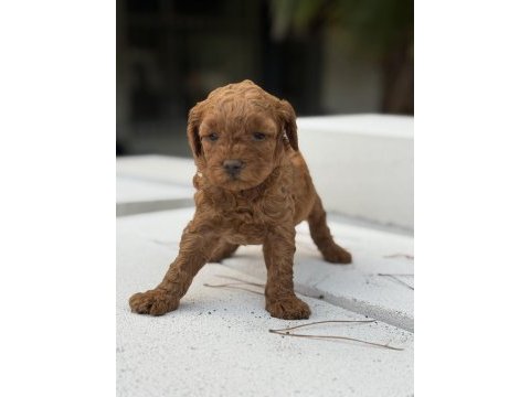 Kore kan toypoodle