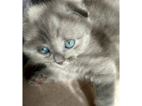 2 aylık scottish fold