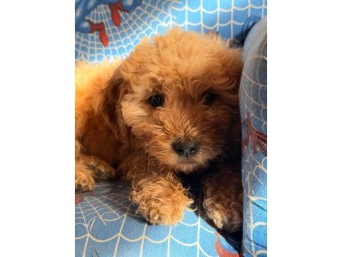 2 buçuk aylık dişi maltipoo bebek