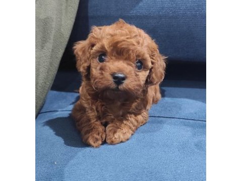 Oyuncak boy toy poodle bebekler