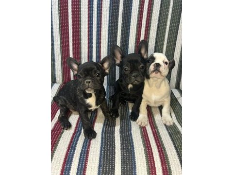 A kalite french bulldog yavrular