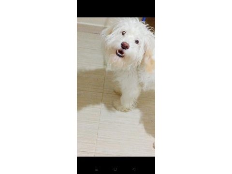 Babiye yuva arıyoruz maltipoo