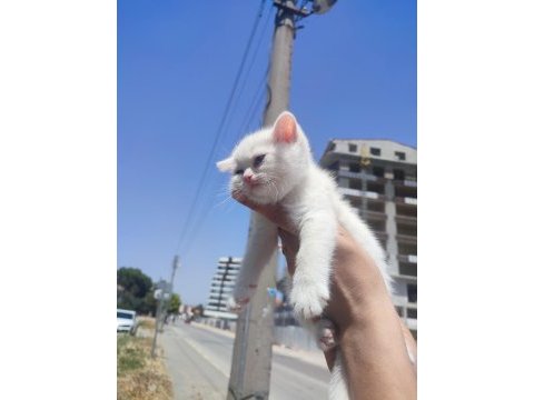 Pamuk british shorthair prenses yeni yuvasını arıyor
