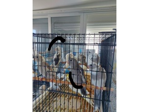 Yeni yeme düşmüş eğitime açık sultan papağanlar