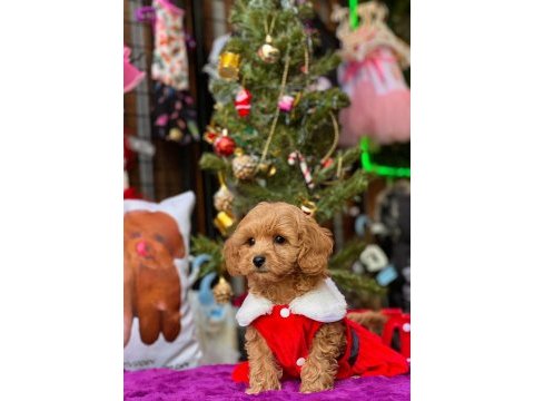 Maltipoo dişi köpeğimiz