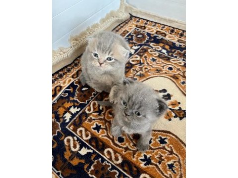 Scottish fold yavrular