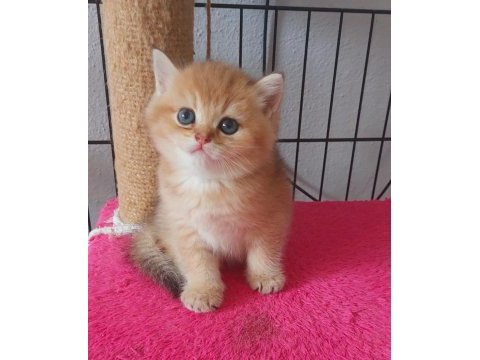 Safkan british shorthair secereli gold