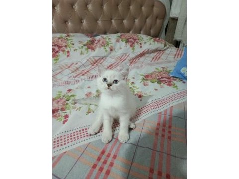 Bal suratlı british shorthair yavrumuz