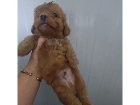 Toy poodle köpeğimiz