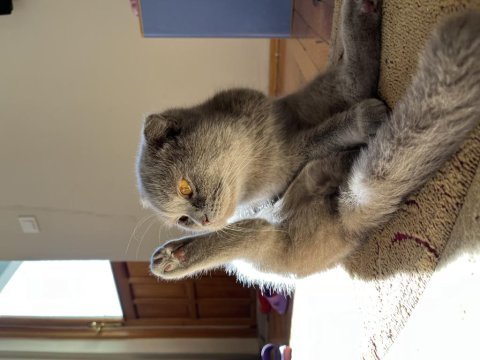 Sakin uslu badem british shorthair
