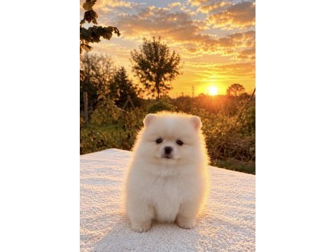 Pomeranian boo yavrumuz