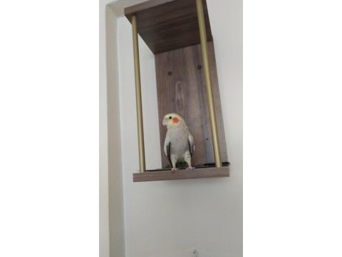 Biri 6 aylık biri 14 aylık sultan papağanı