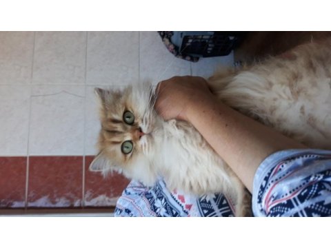 Bal gözlüm british longhair