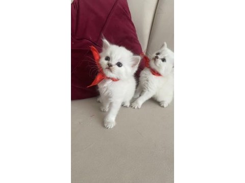 2 aylık yavru erkek ve dişi kedimiz