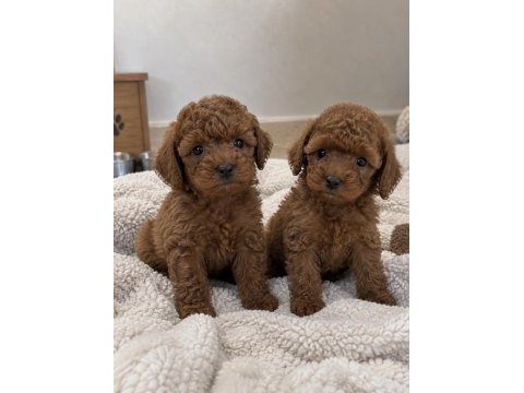Minik ve sevimli toy poodle yavrularımız