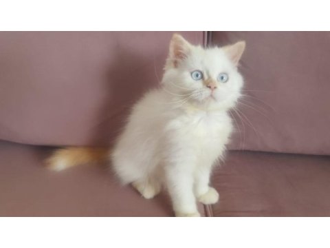 Minik şaşkın iran kedisi