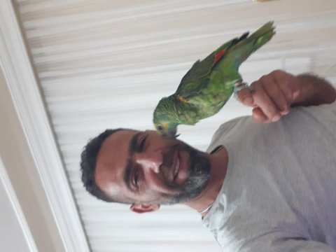 Amazon papağanı 7-8 aylık ful evcl 10 kelime konuşma var