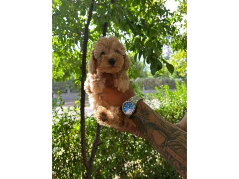 Poodle yavrular sizlerle