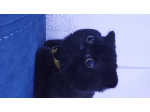 Bulunmaz renkte scottish fold 1 yaş nerooo