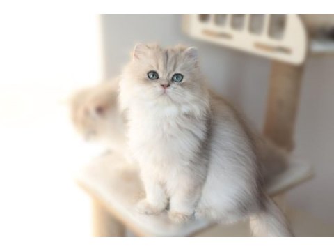 Blue golden safkan 5 aylık erkek yavru kedimiz
