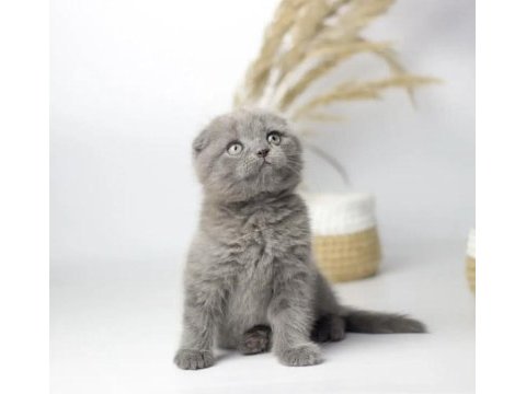 Scottish fold yavrularımız 