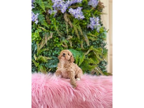 Orjinal maltipoo dişi yavrularımız