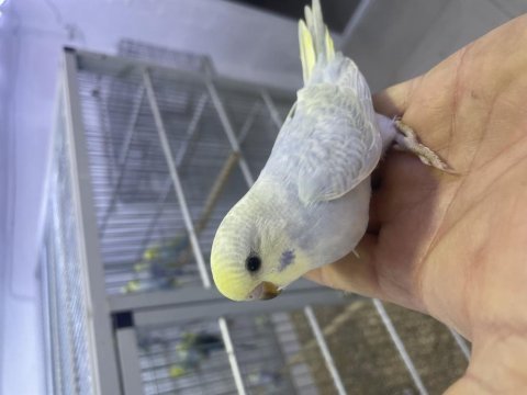 30 günlük erkek rainbow yavru muhabbet kuşu