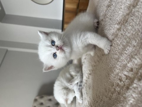 Mavi gözlü british shorthair yavru kediler