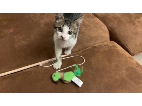 Young kitten looking for a forever home