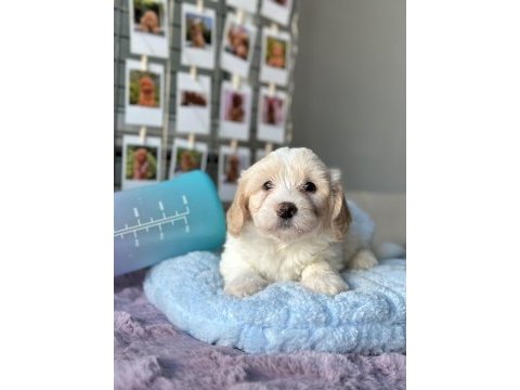 Mini maltipoo yavrularımız