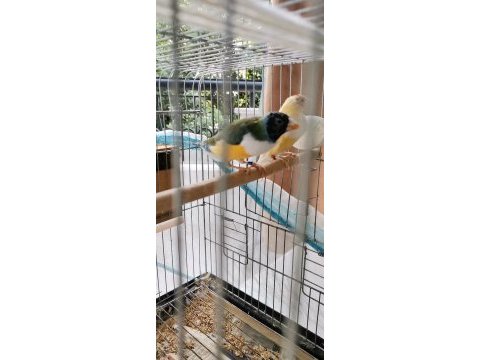İspinoz kuşlar dişi erkek