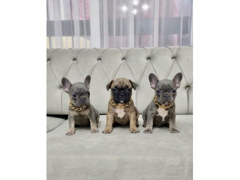 French bulldog dişi yavru