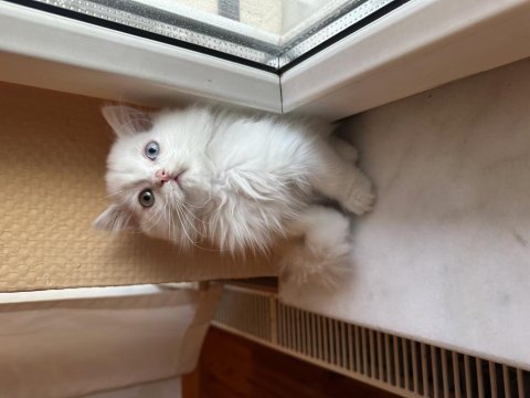 Safkan british longhair yavrular