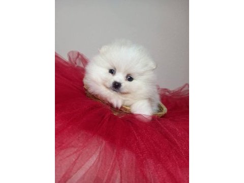 Beyaz ve orange pomeranian boo bebişlerimiz