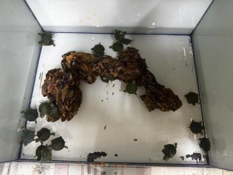 Kırmızı yanak tatlı su kaplumbağası ufak ırk