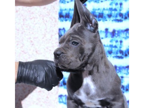 Fcı-kıf secereli safkan cane corso yavru köpekler