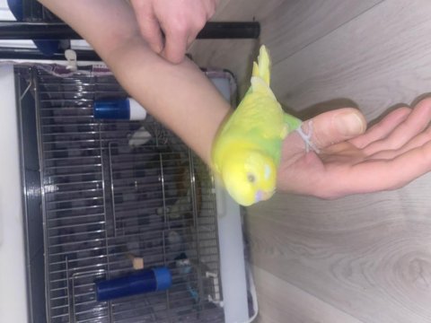 Kalitenin tek adresi ev üretimi sağlıklı muhabbet kuşlar