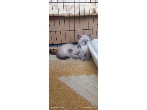 Safkan blue point british shorthair