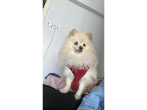 Acil yuva pomeranian