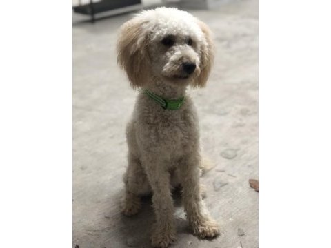 1 yaşına girmek üzere erkek poodle