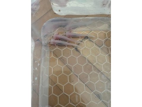 Axolotl semender istanbul içi elden teslim