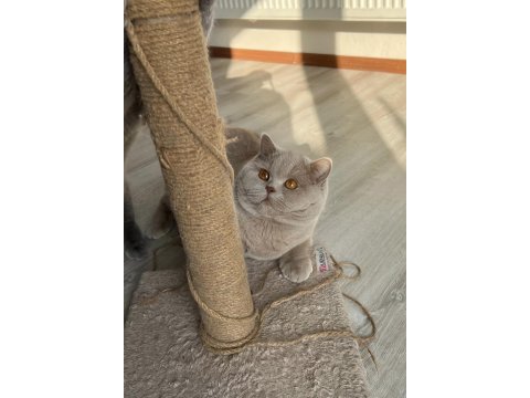 Erkek british shorthair 9 aylık