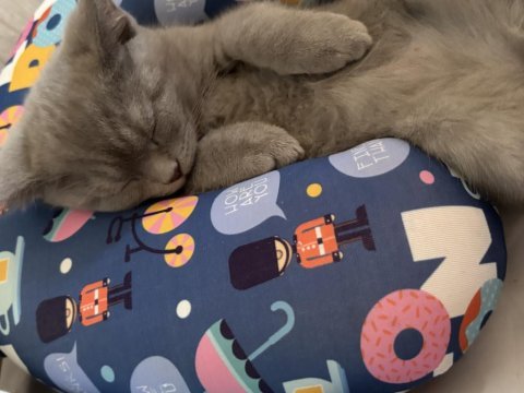 British shorthair yavru